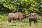 Indian bison