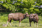 Indian bison