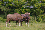 Indian bison