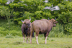 Indian bison