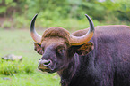 Indian bison