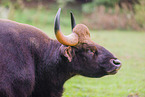 Indian bison