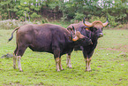 Indian bisons