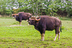 Indian bisons