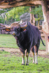 Indian bison