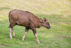 Indian bison