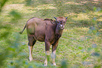 Indian bison