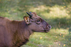 Indian bison