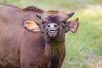 Indian bison