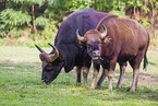Indian bisons