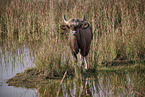 Gaur