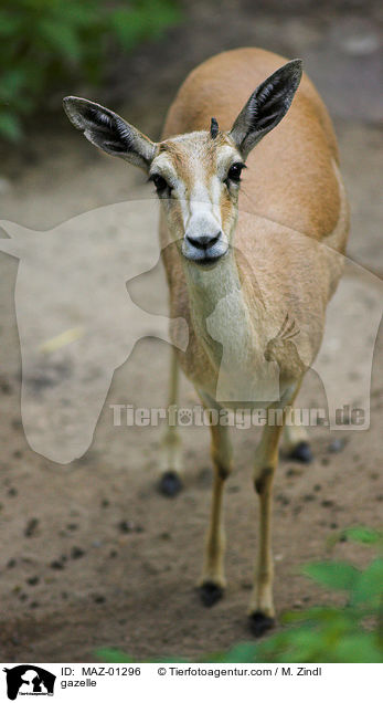 Gazelle / gazelle / MAZ-01296