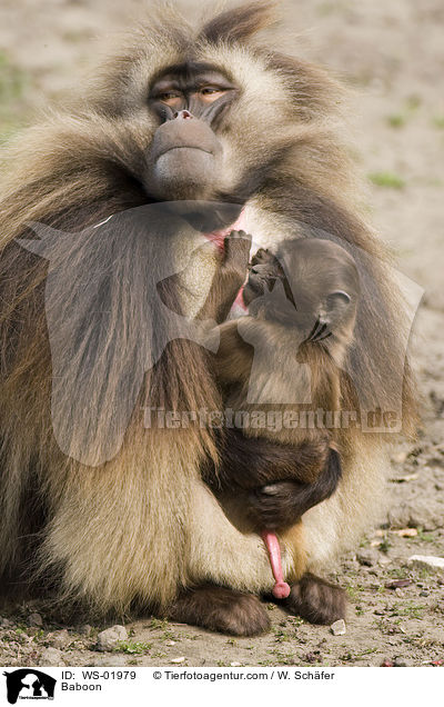 Baboon / WS-01979