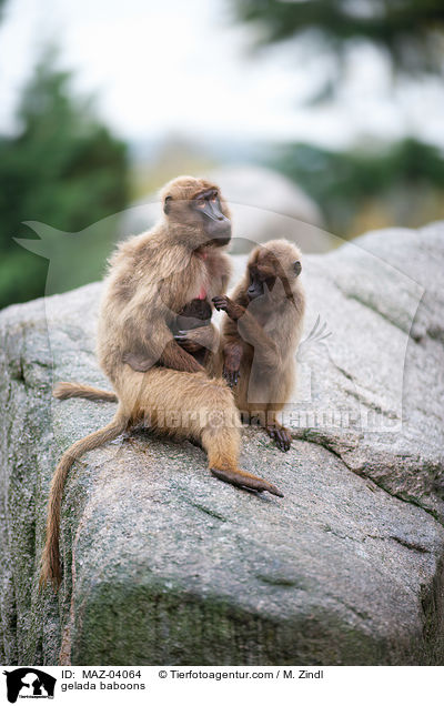 gelada baboons / MAZ-04064