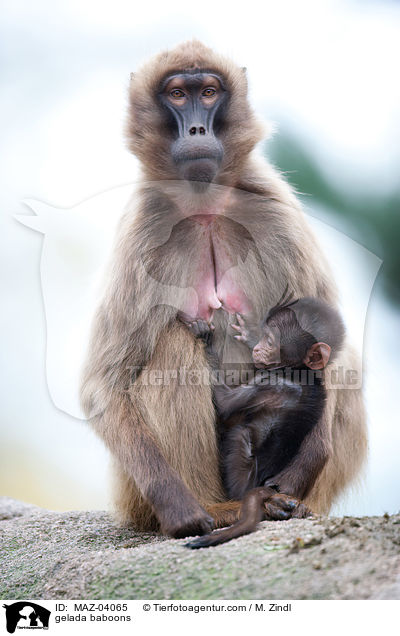 gelada baboons / MAZ-04065