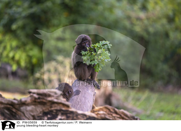 young bleeding-heart monkey / PW-05659