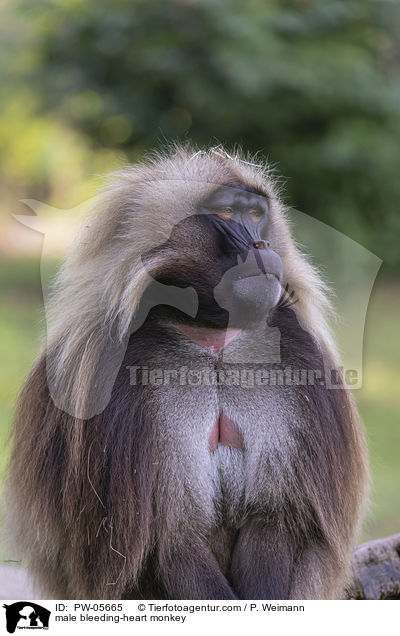 male bleeding-heart monkey / PW-05665