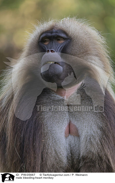 male bleeding-heart monkey / PW-05667
