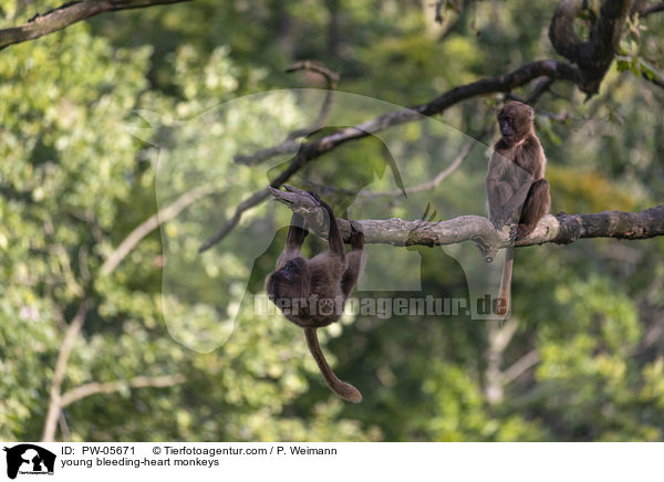 young bleeding-heart monkeys / PW-05671