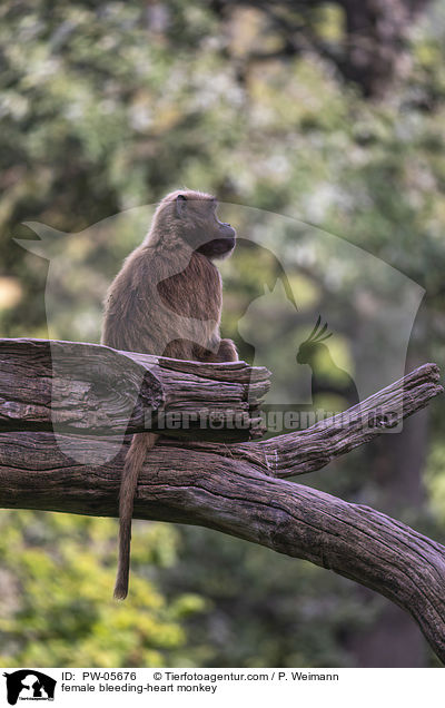 female bleeding-heart monkey / PW-05676