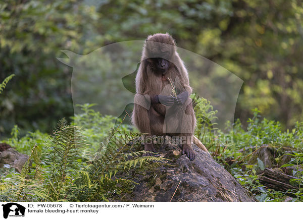 female bleeding-heart monkey / PW-05678
