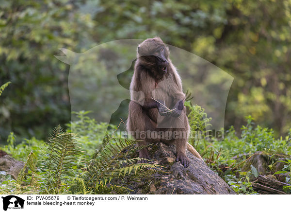 female bleeding-heart monkey / PW-05679