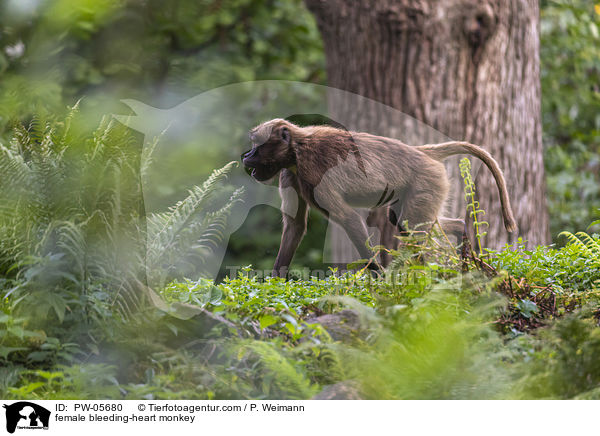 female bleeding-heart monkey / PW-05680