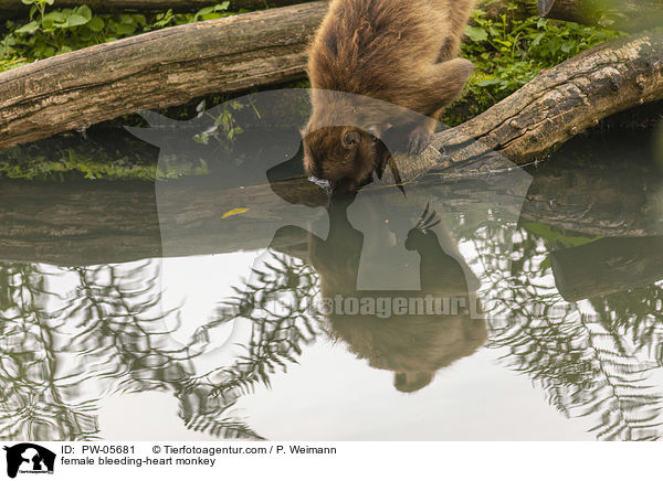 weiblicherBlutbrustpavian / female bleeding-heart monkey / PW-05681