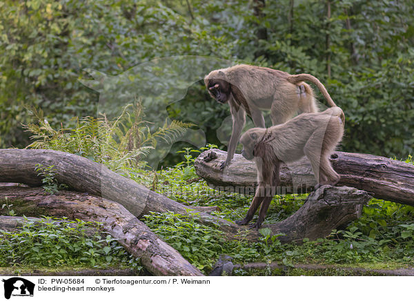 bleeding-heart monkeys / PW-05684