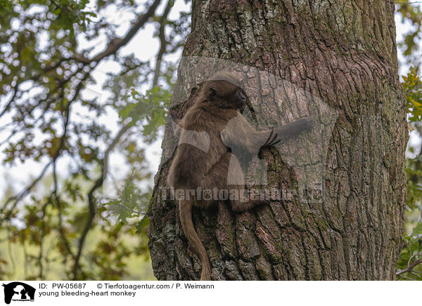 young bleeding-heart monkey / PW-05687
