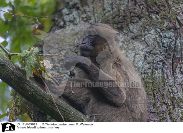 weiblicherBlutbrustpavian / female bleeding-heart monkey / PW-05689