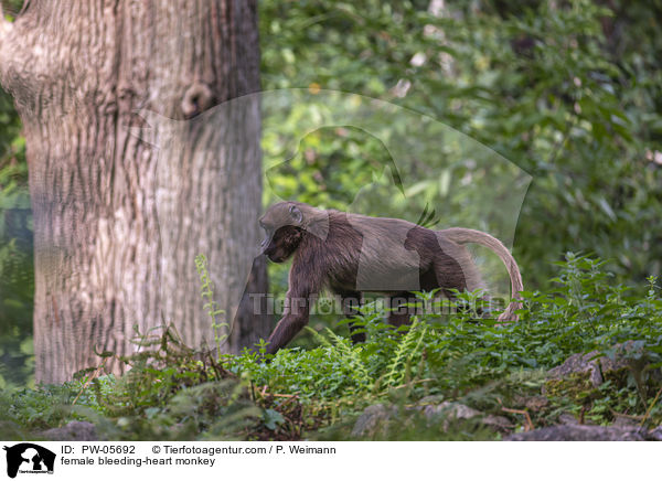 female bleeding-heart monkey / PW-05692