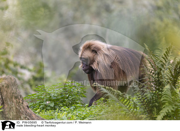 male bleeding-heart monkey / PW-05695