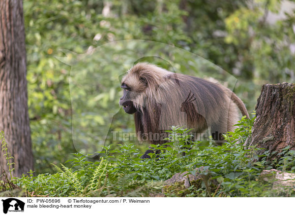 mnnlicher Blutbrustpavian / male bleeding-heart monkey / PW-05696