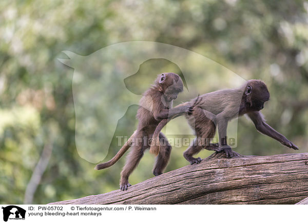 junge Blutbrustpaviane / young bleeding-heart monkeys / PW-05702