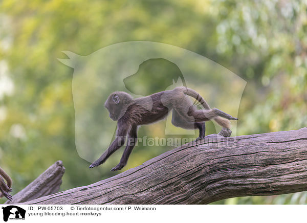 junge Blutbrustpaviane / young bleeding-heart monkeys / PW-05703