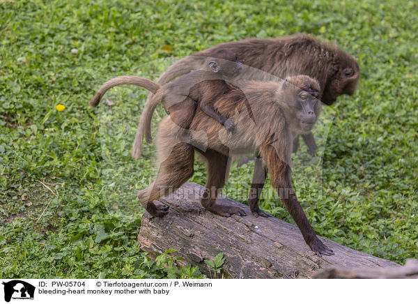 Blutbrustpavian Mutter mit Baby / bleeding-heart monkey mother with baby / PW-05704