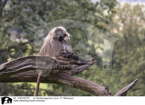 mnnlicher Blutbrustpavian / male bleeding-heart monkey / PW-05707
