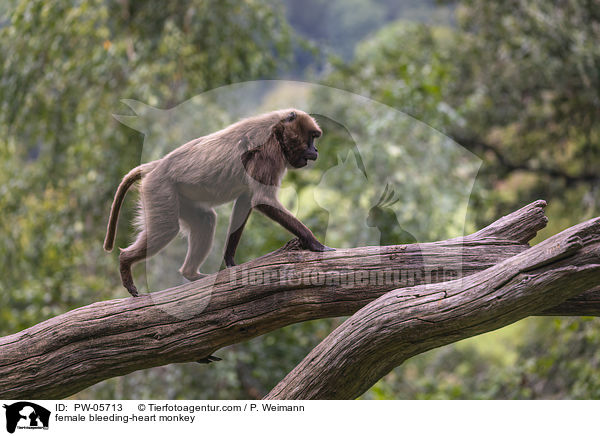 weiblicherBlutbrustpavian / female bleeding-heart monkey / PW-05713