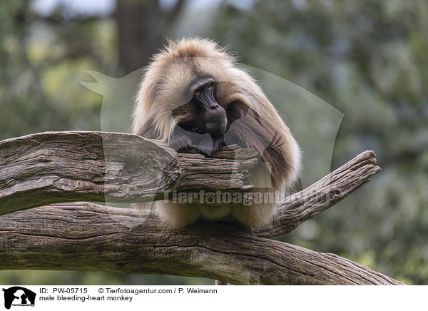 mnnlicher Blutbrustpavian / male bleeding-heart monkey / PW-05715