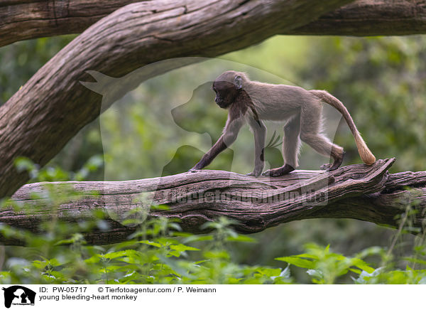 junger Blutbrustpavian / young bleeding-heart monkey / PW-05717