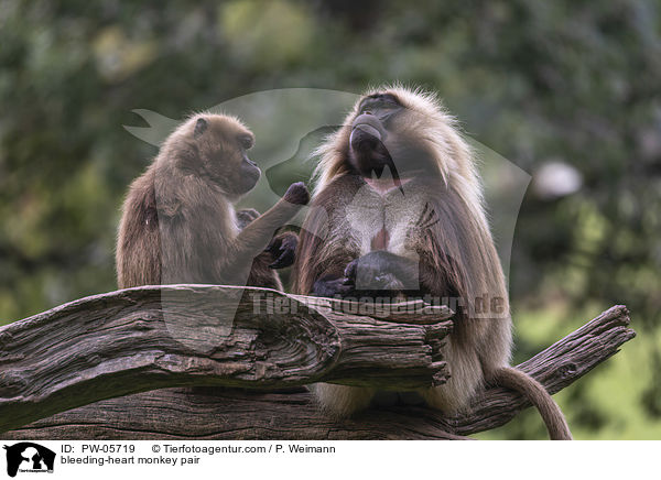 bleeding-heart monkey pair / PW-05719