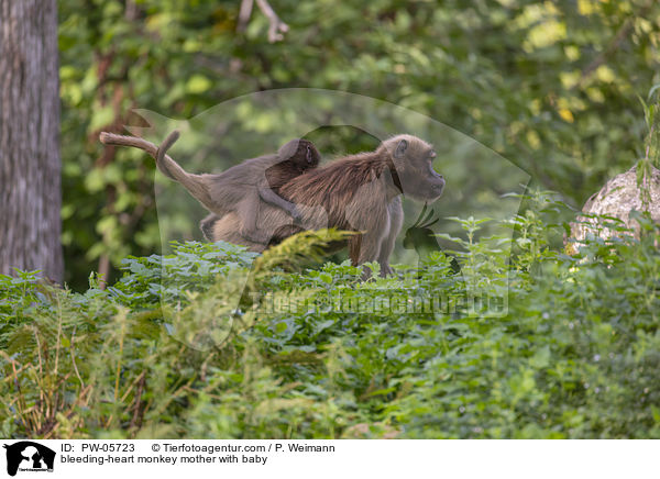 Blutbrustpavian Mutter mit Baby / bleeding-heart monkey mother with baby / PW-05723