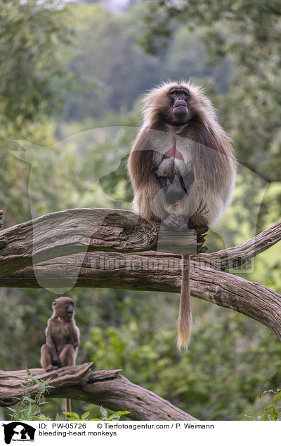 bleeding-heart monkeys / PW-05726