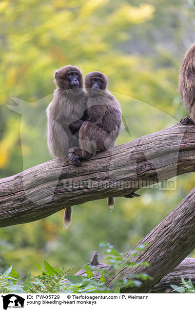 junge Blutbrustpaviane / young bleeding-heart monkeys / PW-05729