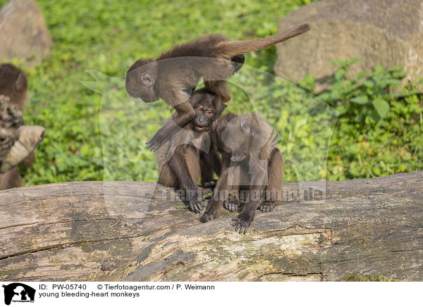 young bleeding-heart monkeys / PW-05740