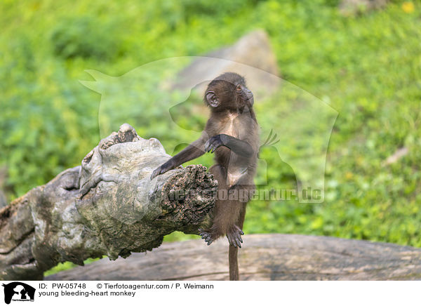 junger Blutbrustpavian / young bleeding-heart monkey / PW-05748