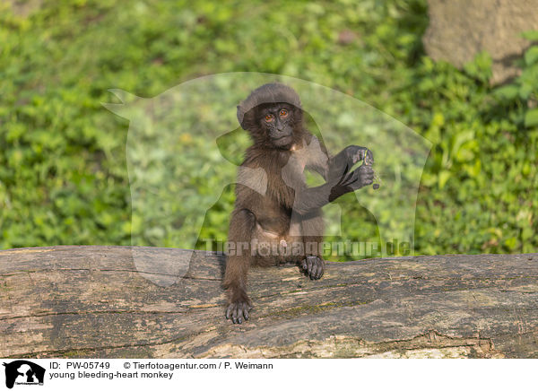 junger Blutbrustpavian / young bleeding-heart monkey / PW-05749