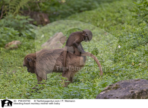 Blutbrustpavian Mutter mit Baby / bleeding-heart monkey mother with baby / PW-05750