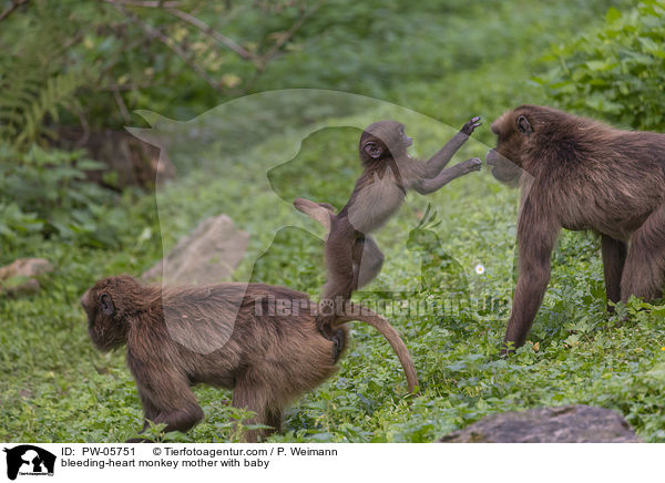 bleeding-heart monkey mother with baby / PW-05751